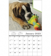 Custom Single Image Appointment