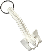 Spine and Pelvis Bone Keyring