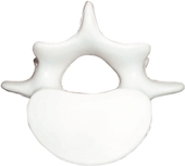 Vertebrae Stress Reliever