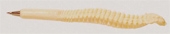 Spine Bone Pen