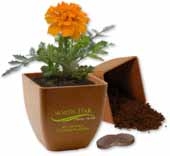 Bamboo Blossom Kit